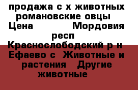 продажа с/х животных романовские овцы › Цена ­ 4 500 - Мордовия респ., Краснослободский р-н, Ефаево с. Животные и растения » Другие животные   